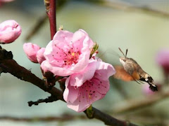 ...A VERY FAIRY GARDEN...: ~Tasha Tudor~