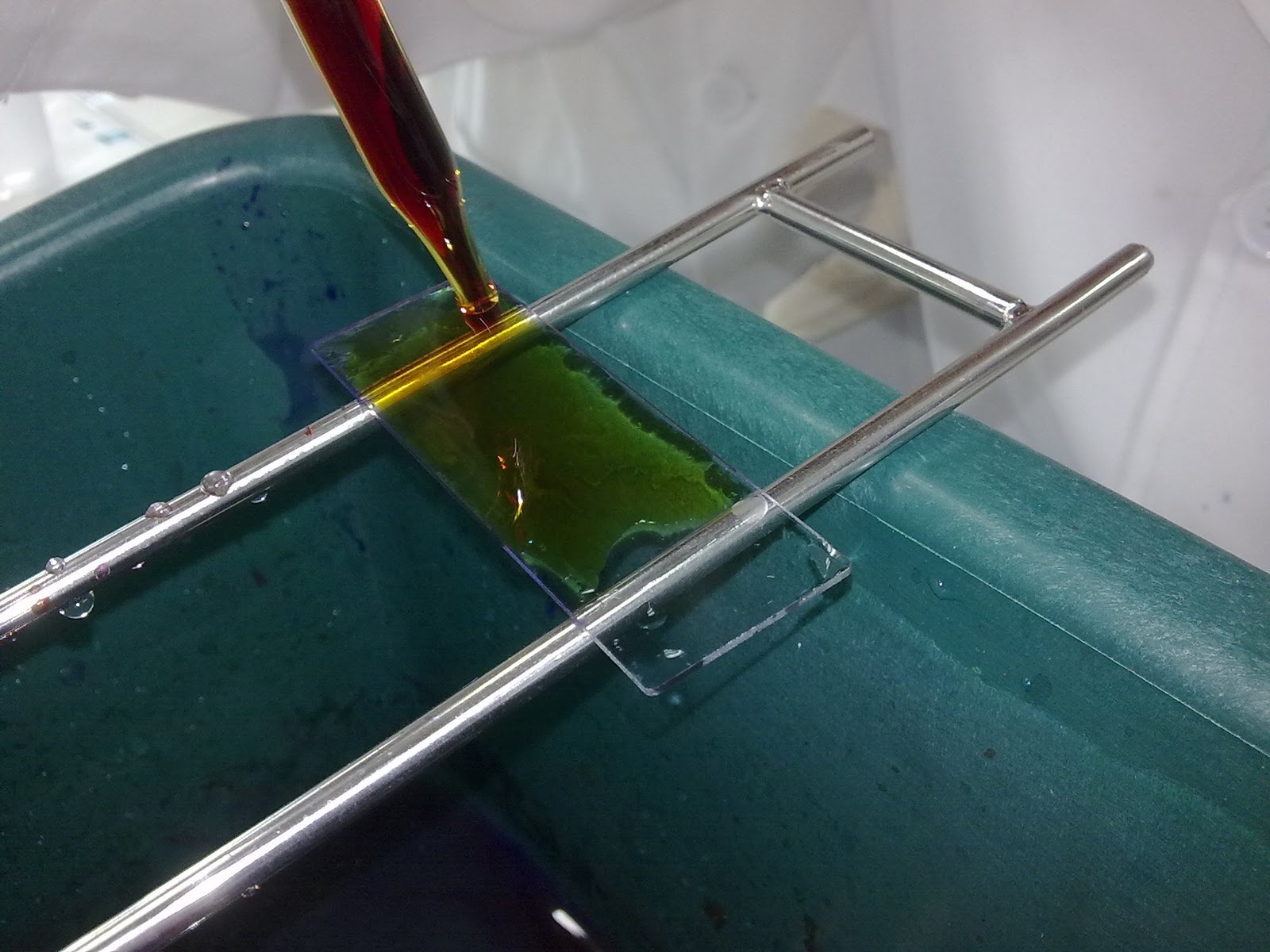 HARPACTIRINAE BIOTECHNOLOGY Gram stain