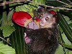 The Endangered Aye-Aye