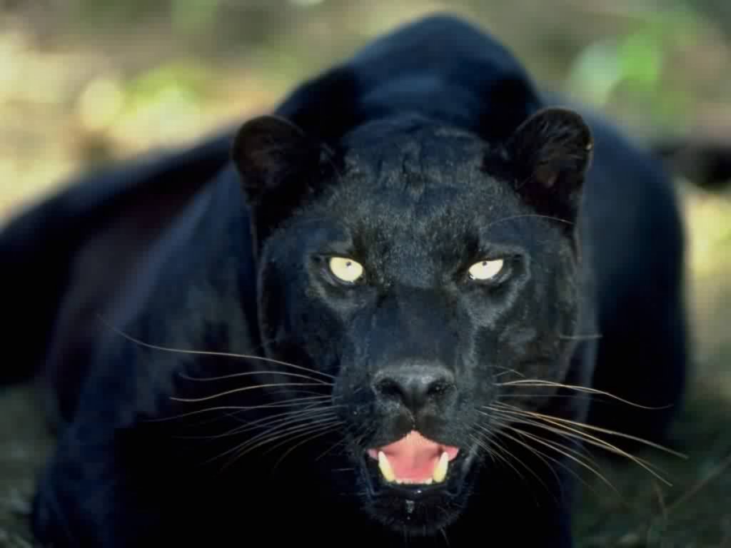 black-panther%5B1%5D.jpg