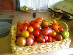 Tomatoes in season