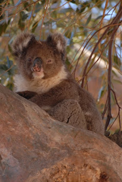 Koala