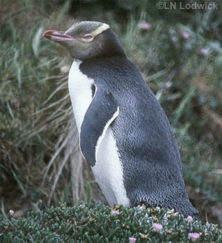 Yellow-eyed Penguin