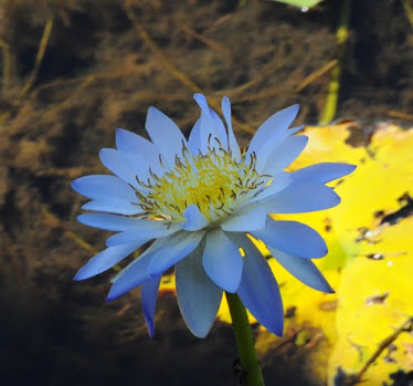 Blue Water Lily