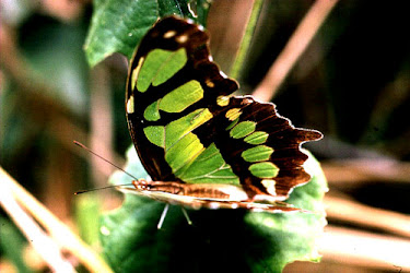 Malachite Butterfly 2