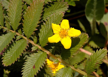 Potentilla anserina