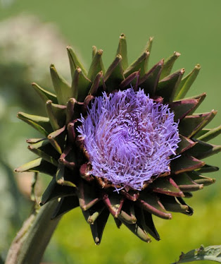 Artichoke flower