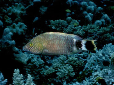 Triple-tail Maori Wrasse