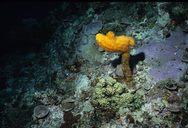 Stalked Orange Ascidian or Sea Squirt