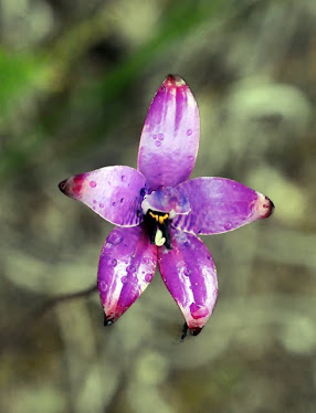 Purple Enamel Orchid 511 - Elythranthera brunonis