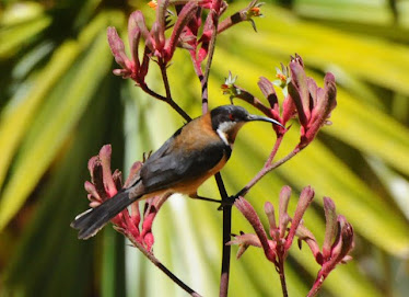 Eastern Spinebill 1