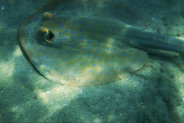 Blue-spotted Stingray 2