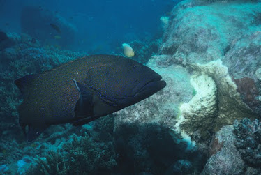 Blue-spotted Rock Cod 8