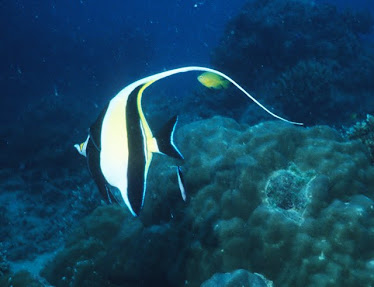 Moorish Idol 2