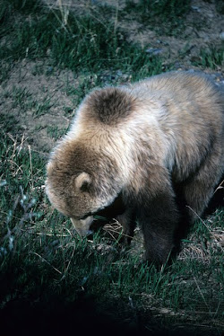 Grizzly Bear