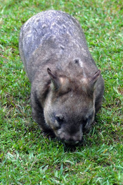 Wombat 2