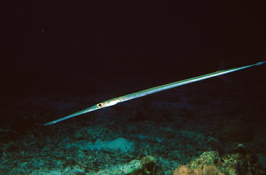 Flutefish