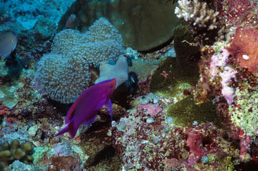 Purple Anthias, male