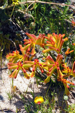 Anigozanthus flavidus - Tall Kangaroo Paw