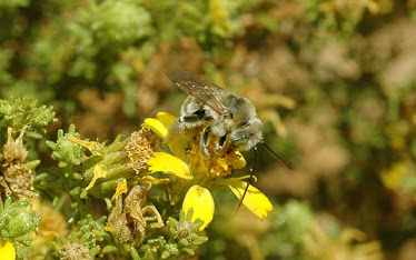 Bumble bee, Bombus sp.