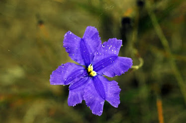 Blue Lechenaultia - Lechenaultia biloba #2