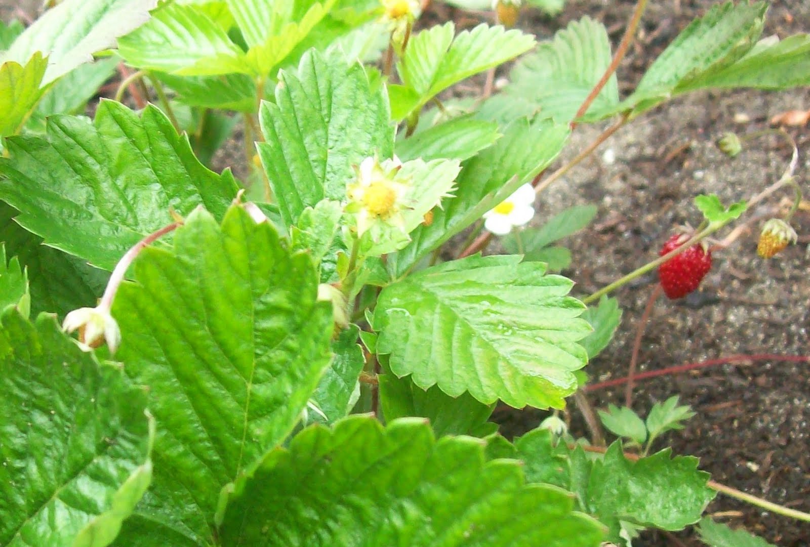 Garden Gabble Strawberry Leaf Tea