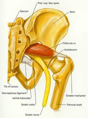 Narrow Piriformis Muscle