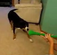 perro vs vuvuzela