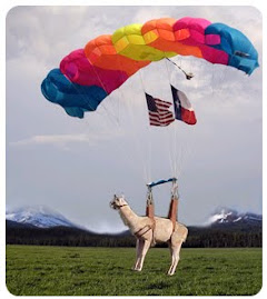 What'bout Flyin'Llamas?