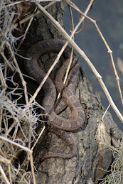 Snake @ Blue Springs
