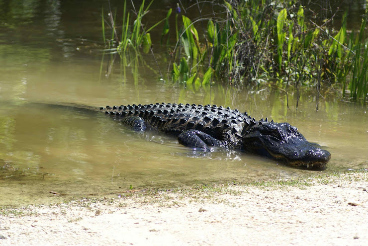 Alligator @ Big Cypress