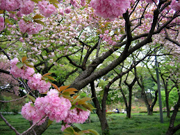 Sakura season