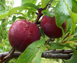 Prune Fruit