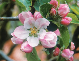 Favourite Apple Flower