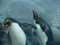 The penguins doing the... Happy Dew Dance???  LOL!!