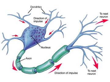 NEURONA