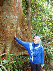 Red Meranti