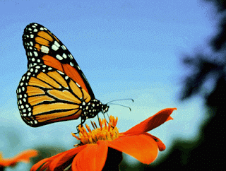 Monarch Butterfly Facts fachry Butterflies Tattoos, Butterflies Design, Best Butterflies, Butterflies Tattoos, Butterfly Pictures, Butterflies Galleries, Free Butterfly Image, Personal Best Butterfly