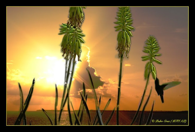 colibri al atardecer