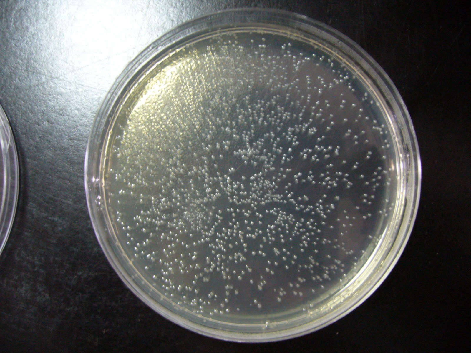 Colony Bacteria