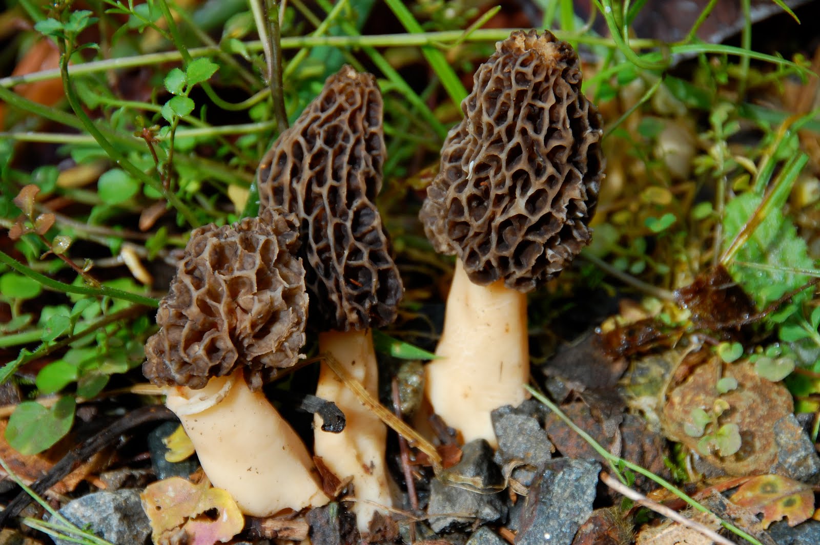 Fish, Eat, Drink and be Mary First Morels of Spring