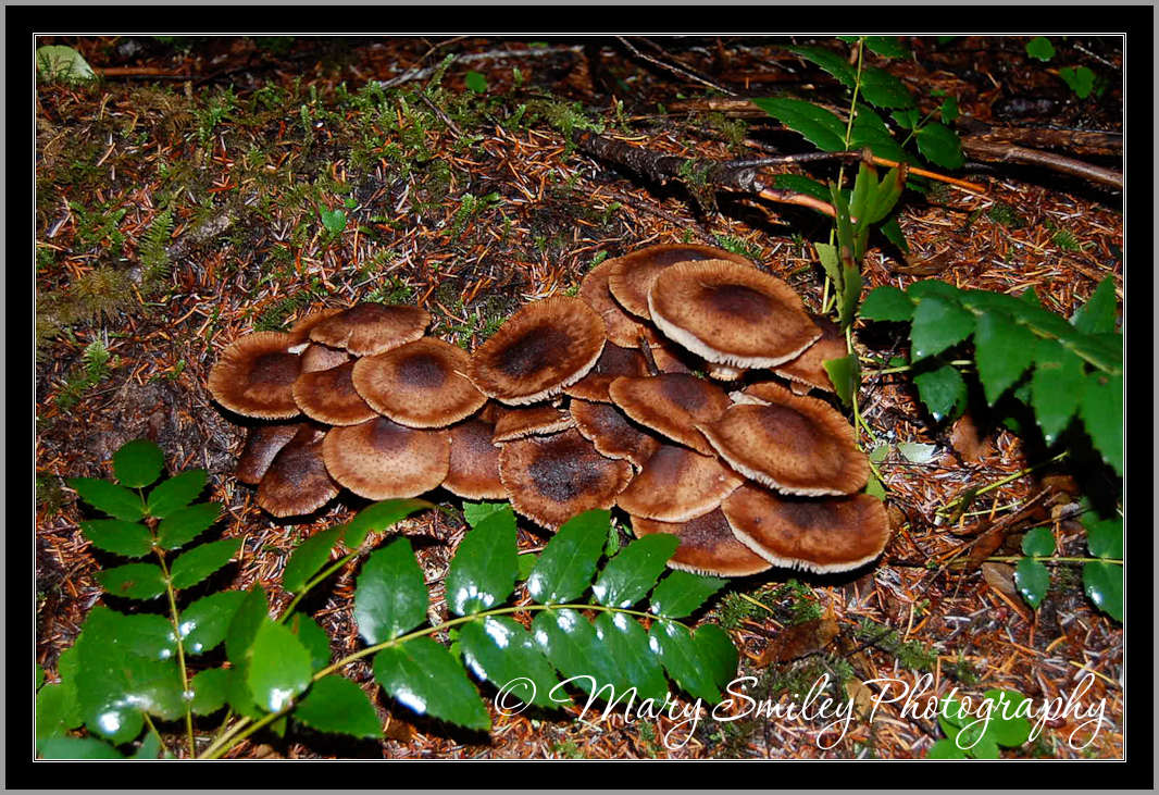[brown+mushrooms.jpg]