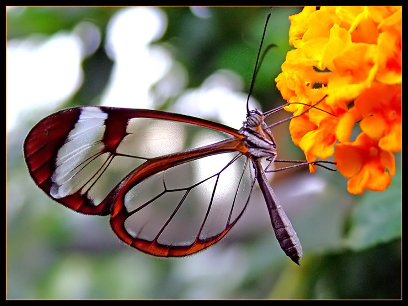 transparent-butterfly2a%5B1%5D.jpg