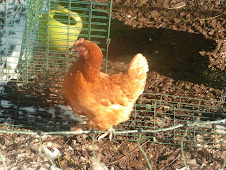 Henny Penny