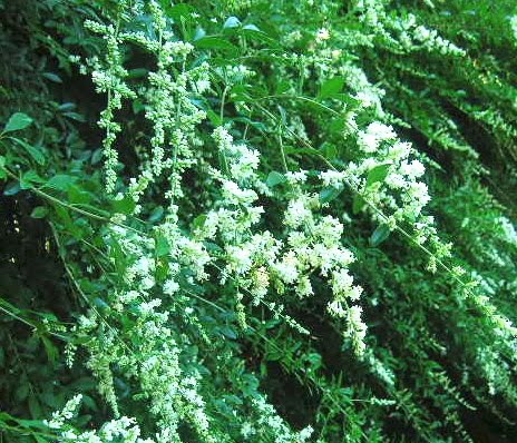 Defining Your Home Garden And Travel No More Invasive Shrubs