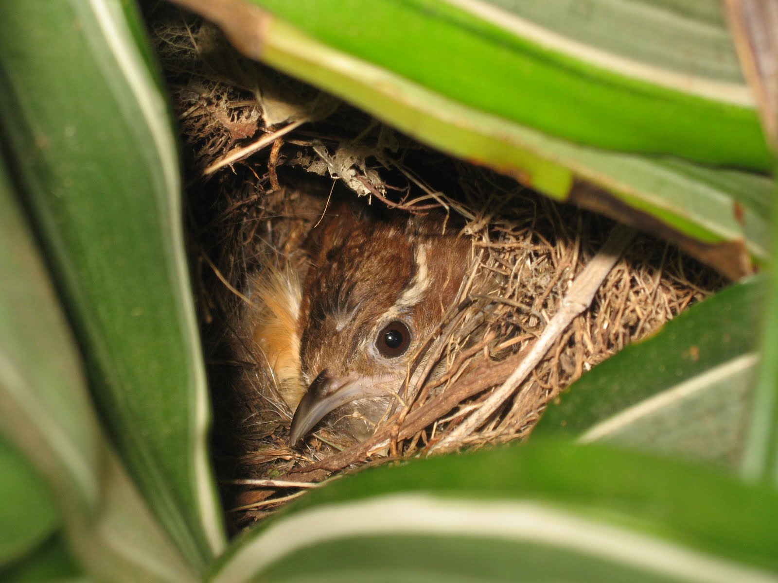 In the Garden and More House Wrens