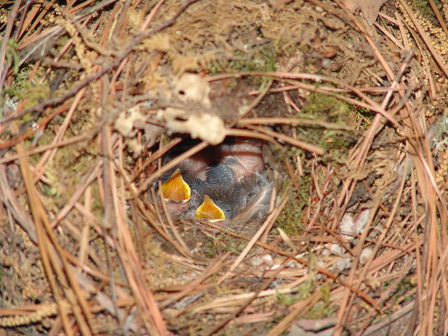 carolina wren nest carolina wren nest