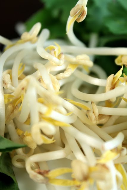 [Bean+Sprouts.JPG]