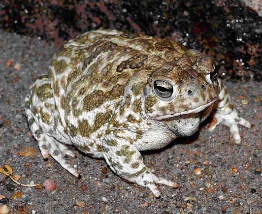this is a 'real' prairie toad