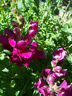  انتري ګل  (Anthirinum )